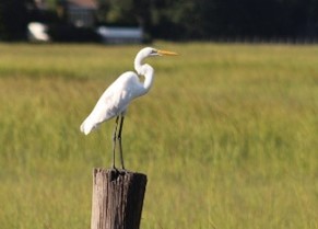 Water bird standing on a fence post